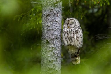 A striking Ural owl (Strix uralensis) perched beside a tree in a lush green forest.