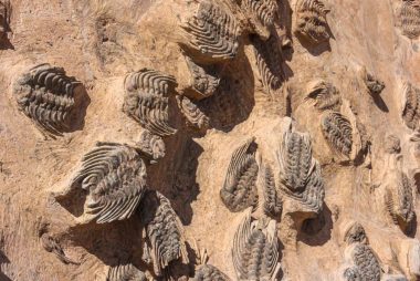 Close-up view of trilobite fossils on a rocky surface, showcasing ancient marine life.